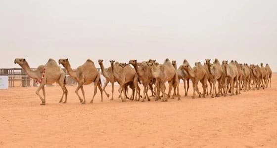 آليات صارمة لكشف الغش في مزايين الإبل