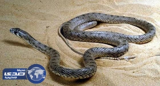 لدغة ثعبان تنهي حياة طفل بخميس مطير