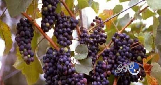 العنب الأحمر يقي من فقدان حاسة السمع