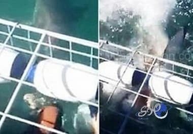 بالفيديو.. لحظات مرعبة لزوجين أمام قرش جائع حاول التهامهما
