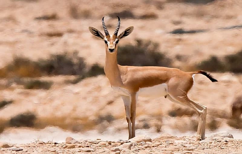 منع الصيد والاحتطاب بمحمية الإمام "تركي الملكية" بدءًا في فبراير