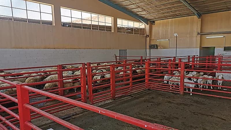 أمانة الشرقية تكشف عن خطة عمل المسالخ خلال عيد الأضحى المبارك 1442هـ