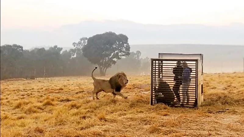 حديقة حيوانات تستضيف زائريها داخل قفص بدلًا من الأسود