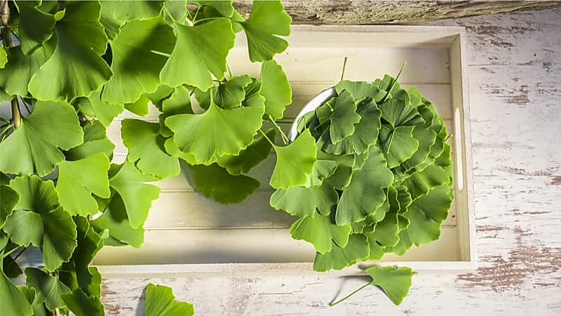 أبرز الفوائد الصحية لمستخلص شجرة الجنكة