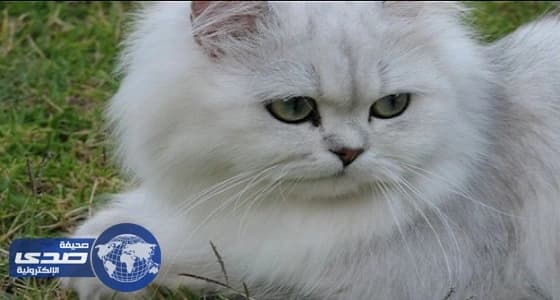 مستشفى اسكتلندي يوظف قطًا اعتاد زيارة المرضى