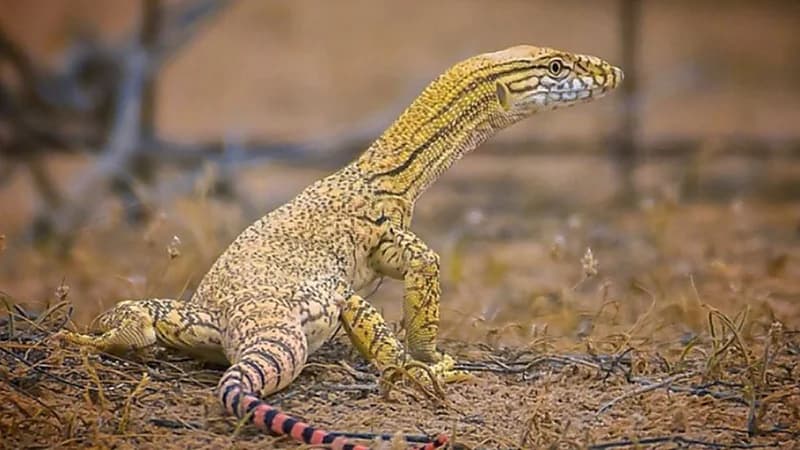 الحياة الفطرية تؤكد أن الورل الصحراوي له دور مهم في توازن البيئة