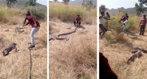بالفيديو.. أهالي يجبرون ثعبان على تقيؤ كلب ابتلعه