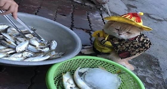 بالصور..قط يخطف الأنظار يبيع السمك في الشوارع