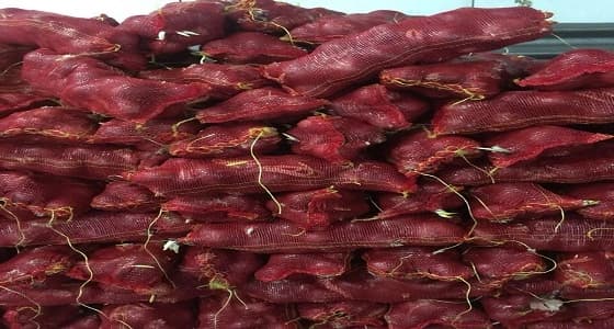 إعادة 177 طنَّ بصل من ميناء جدة الإسلامي