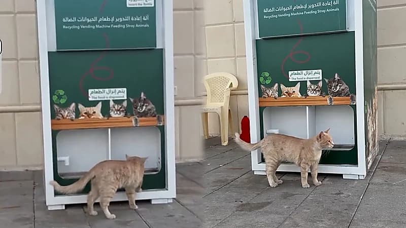 آلة ذكية بالحدائق لتوفير الطعام للقطط وإعادة تدوير العلب البلاستيكية.. فيديو