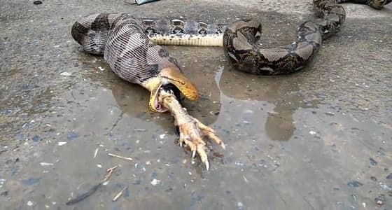 بالفيديو.. ثعبان ضخم يتقيأ ديكا سليما بطريقة مروعة