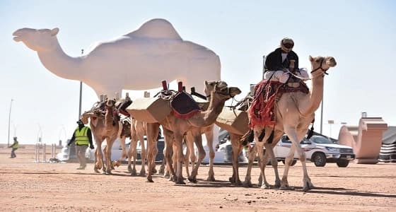 التلفزيونات والإذاعات في مهرجان الملك عبد العزيز للإبل.. لكل شيخ طريقة