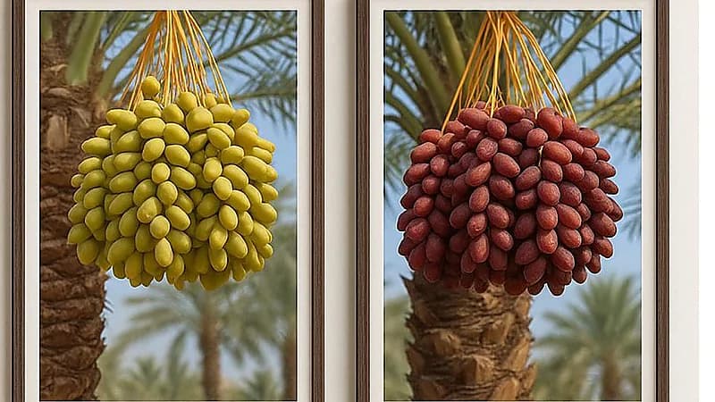 المسند يكشف عن بداية موسم تمر ⁧‫القصيم‬⁩