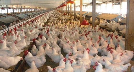 مدير الثروة الحيوانية يطمئن مربي الطيور: لا خوف منها واتبعوا الإرشادات