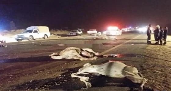 مسعف ينقذ حياة مواطن صادفه على الطريق بعدما اصطدم بإبل سائبة