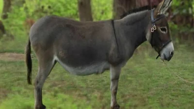 بالفيديو.. رعب في مصر بسبب العثور على حمير مسلوخة