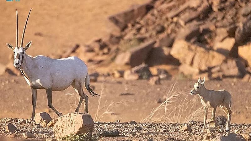 توثيق ولادة المها العربي في القصيم.. صور