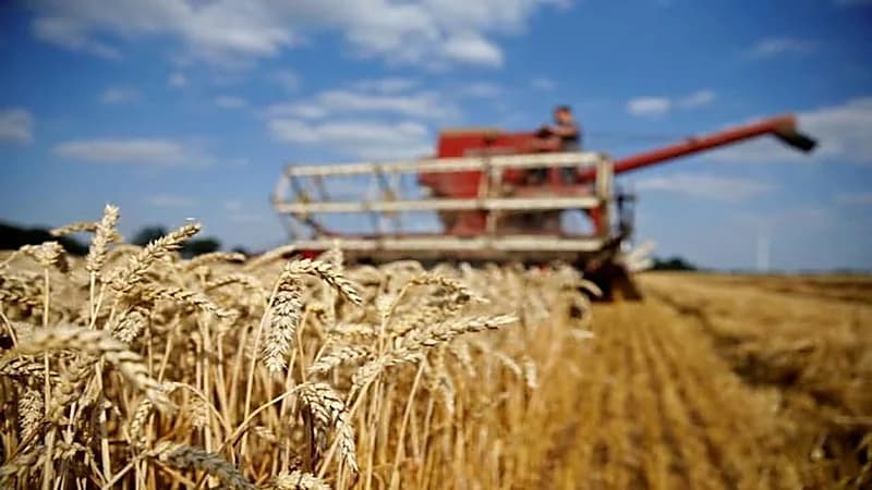 "الغذاء العالمي": حرب أوكرانيا ستؤدي لارتفاع أسعار القمح