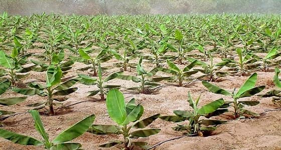 6 أهداف رئيسية لتشجير جوانب الطرق وتنمية الغطاء النباتي بجازان