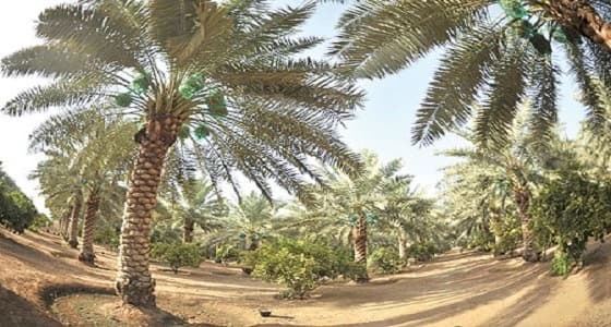 رقم ضخم لعدد أشجار النخيل بالمملكة يؤهلها أن تكون بلد صناعة التمور في العالم