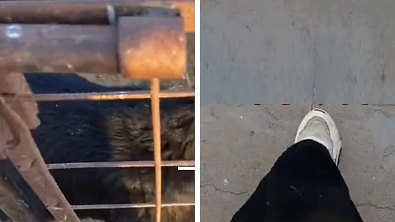 فتاة توثق روتينها الصباحي مع الأغنام .. فيديو