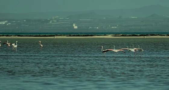 بالصور.. 25 فوتوغرافيا يوثقون شواطيء وجزر محافظة البرك