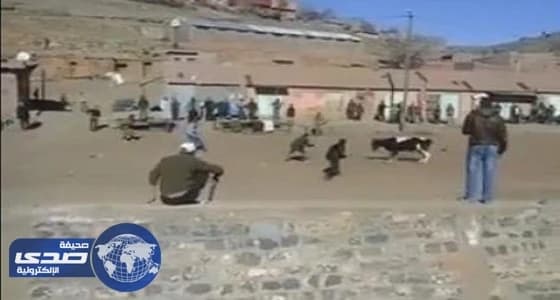 بالفيديو.. شٌبان يحاولون إيقاف ثور هائج بطريقة ساخرة