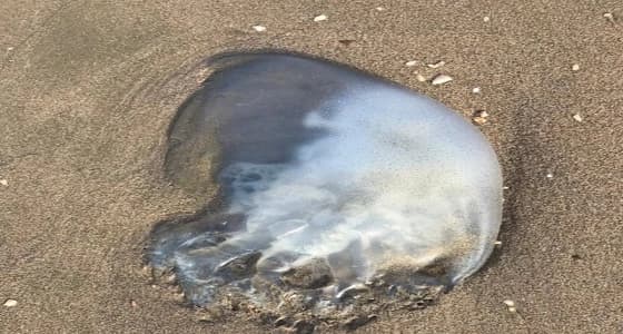 بالصور.. قناديل البحر تهاجم شواطئ بيش وتثير مخاوف مرتاديه