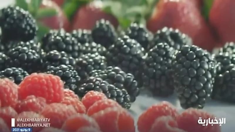 بالفيديو.. مزارعو القصيم ينجحون بجني التوت باستخدام الطاقة النظيفة