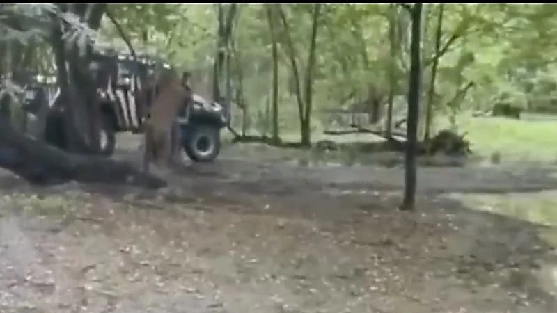 مقطع مروع لأسود تهاجم وتقتل حارسها