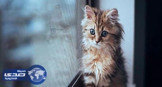 دلالات رؤية القطط في المنام