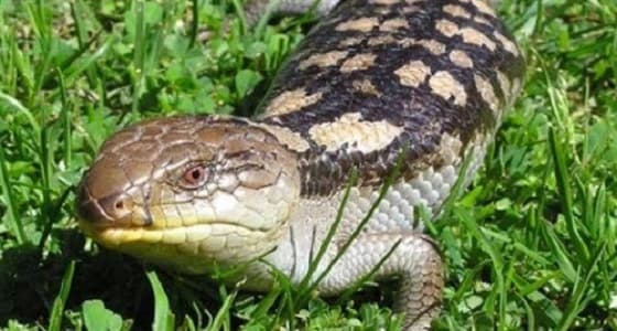 اكتشاف نوع من الزواحف يعود لـ 200 مليون عام