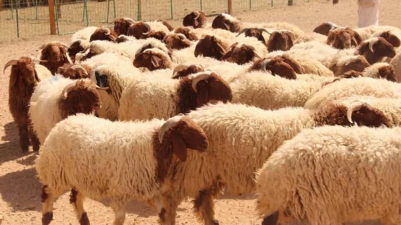 حكم بيع جلد الأضحية أو إعطاؤه أجرًا للجزار