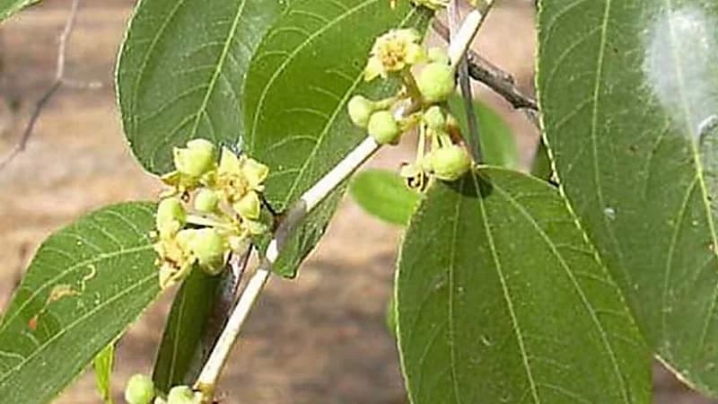 فوائد ورق النبق الصحية للجسم