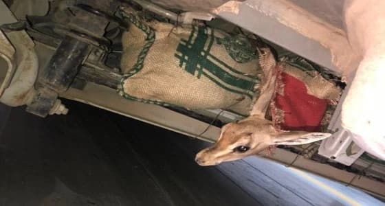 إحباط محاولة تهريب لـ غزلان نادرة بـ " فرسان " جازان