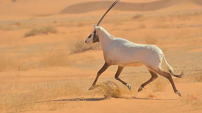 "البيئة" تحدد عقوبات لمخالفي اللائحة التنفيذية لحماية الكائنات الفطرية