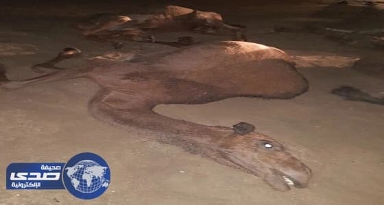 بالصور.. نفوق 5 نياق وإصابة صاحبها بسبب صاعقة رعيدة بالطائف