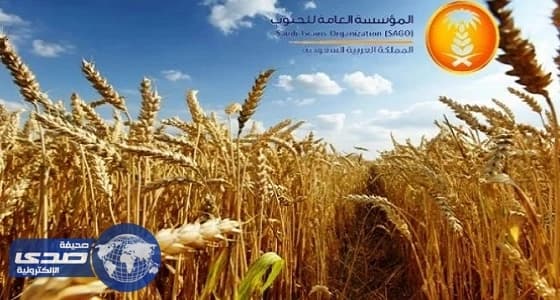" العامة للحبوب " تكشف تفاصيل تعاقدها على القمح المستورد