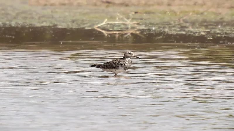 طائر الطيطوي النبطاء لأول مرة داخل محمية الملك عبدالعزيز الملكية