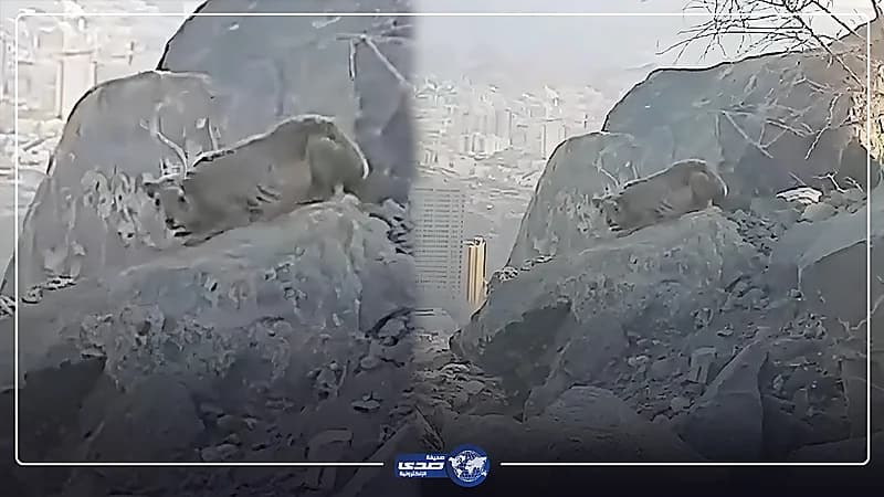 حيوان غريب يظهر على جبل خندمة بمكة المكرمة .. فيديو
