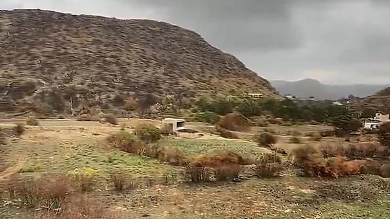 المسند يوضح فوائد حرائق الغابات.. فيديو