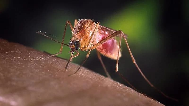 فيروس غرب النيل يثير الرعب في أوروبا وأمريكا