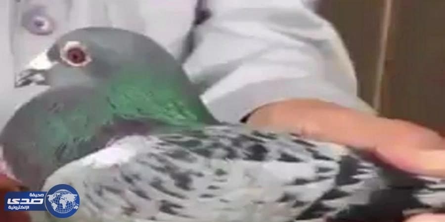 بالفيديو..فصل رقبة حمامة بسبب خلاف بين صاحبها ومربي حمام