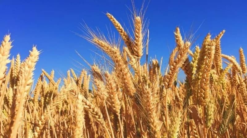 الغذاء العالمي يحذر من خطر المجاعة بسبب الحرب