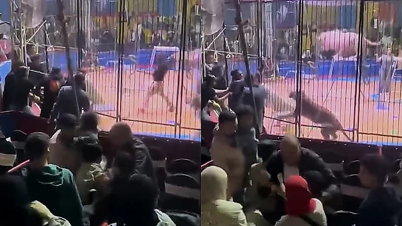 أسد يهاجم عاملًا في سيرك ويثير الذعر بين الجمهور.. فيديو