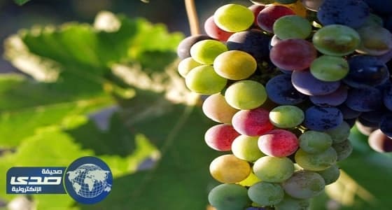 أسباب انقراض " كروم العنب " في الأحساء