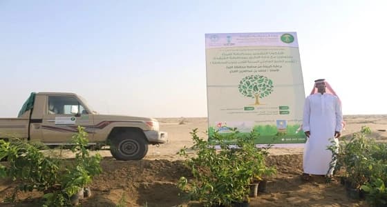 بالصور.. مكتب وزارة البيئة بالليث يدشن المرحلة الأولى لتشجير طريق الساحل