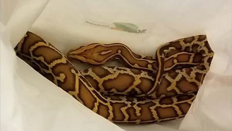 رجل يُهرب 3 ثعابين داخل سرواله