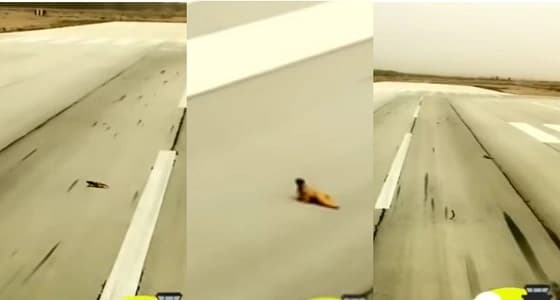 بالفيديو.. ضب يعترض طائرة بالقصيم وتعليق طريف من الطيار