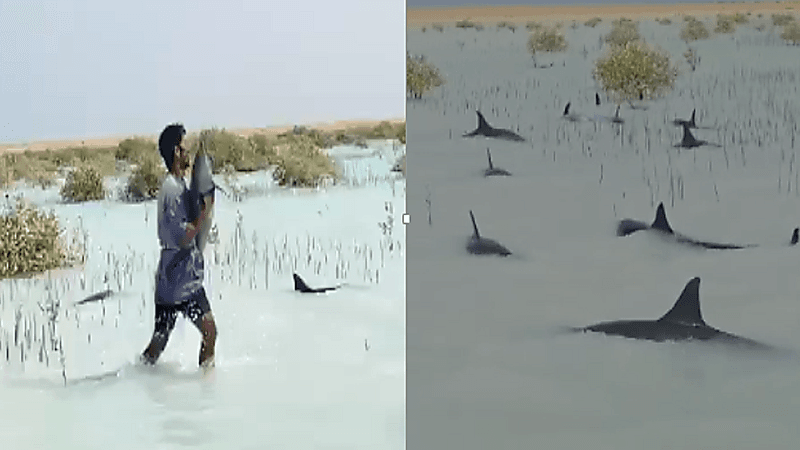 شاهد انقاذ عشرات الدلافين في املج بعد ان علقت في شاطئ رأس الشبعان بسبب الرياح